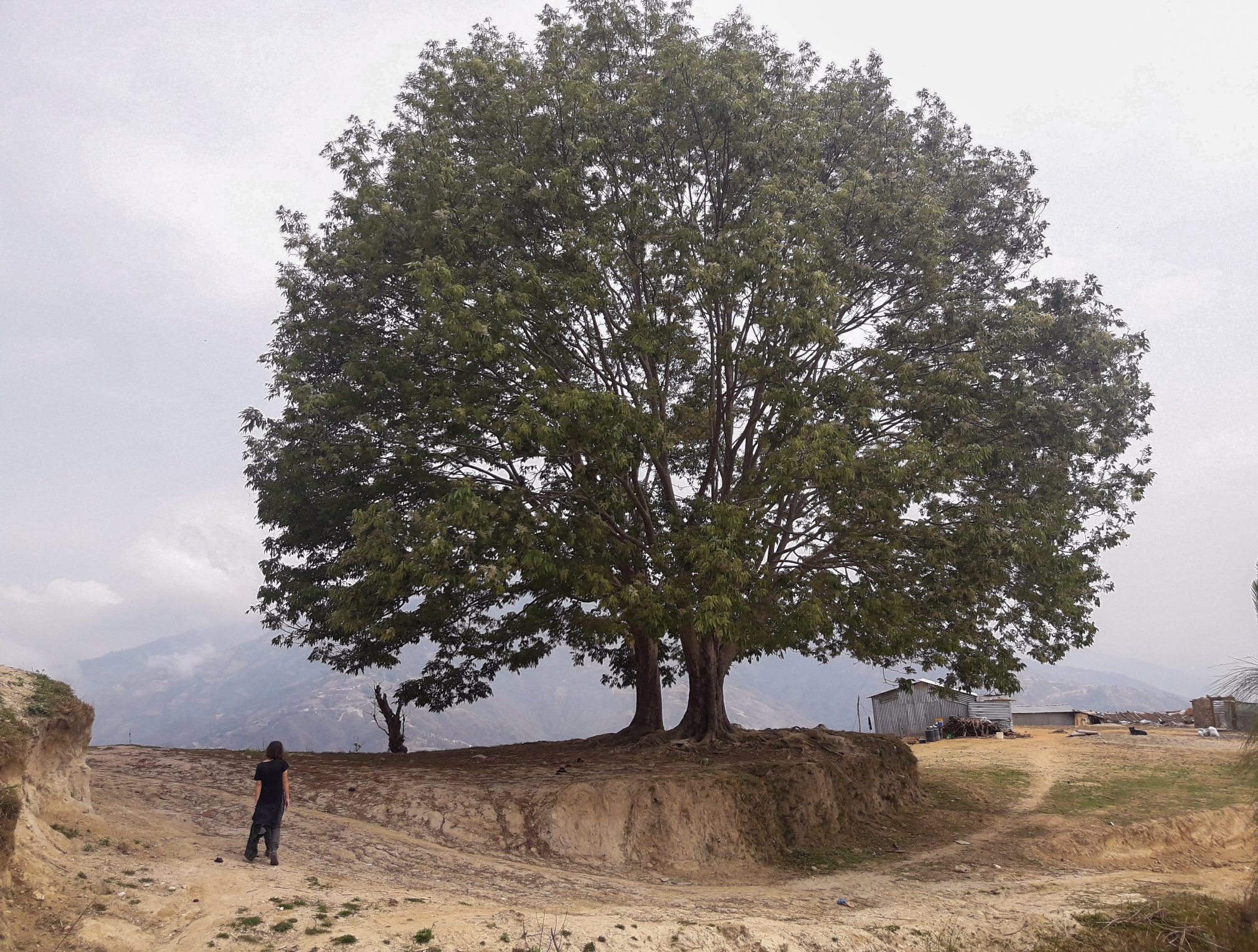Tree of the Year Nepal